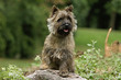 vivacité du cairn terrier vivacité du cairn terrier