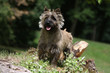 cairn terrier foncé mal coiffé cairn terrier foncé mal coiffé