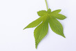 leaf