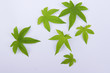 leaves