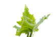 leaf
