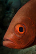 Bigeye