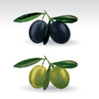 Black and green olives isolated