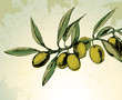 Branch with green olives