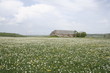 Champ de narcisses sur l'Aubrac Champ de narcisses sur l'Aubrac