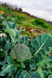 Large broccoli plant