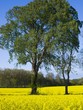 Rapsfeld