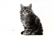 Freisteller einer sitzenden Main Coon Katze