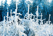 winter forest