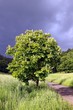 european chestnut