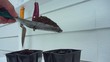 Planting Peppers Time Lapse