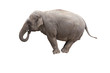 éléphant