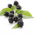 dewberries (blackberries) and green leaves