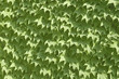 Ivy texture