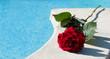 une rose sur les margelles de la piscine