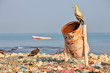 Foto: Egyptian vulture on rubbish-bin Egyptian vulture on rubbish-bin