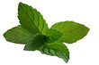 mint, isolated on white