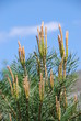 Latschenkiefer (Pinus mungo) Heilpflanze