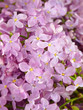 Lilacs in the rain drops