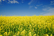 Rapsfeld blauer Himmel