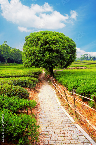 Photo: Meadow with dirt road and tree on horizon . Meadow with dirt road and tree on horizon .