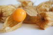 Physalis
