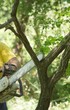 Image : Cutting wood