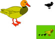 duck
