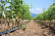 Fruit seedlings Fruit seedlings