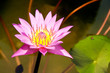 pink waterl ily with morning sunlight pink waterl ily with morning sunlight