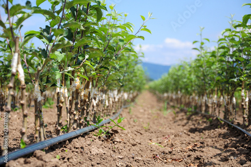 Photo: Fruit seedlings Fruit seedlings