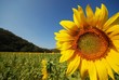 Sunflower's field