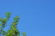 Himmel, Baum, Kondensstreifen Himmel, Baum, Kondensstreifen