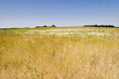 dry grassland