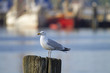 Silbermöwe im Kieler Hafen Silbermöwe im Kieler Hafen