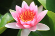 Pink and green lotus leaves