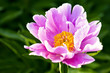 Common Peony