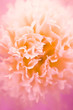 Common Peony