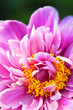 Common Peony
