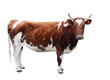 Foto: Ayrshire Cow Ayrshire Cow