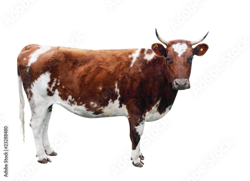 Photo: Ayrshire Cow Ayrshire Cow