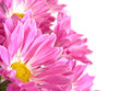 Chrysanthemum white background,