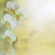 Orchidée Orchidée