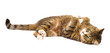 Cat playing isolated on white