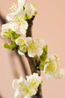 Kirschblüten