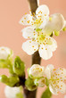 Kirschblüten
