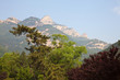 mountain and foliage