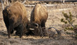 Headbutting Bison Headbutting Bison