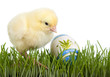 Chicken with painted egg