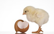 chicken chicken